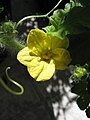 Female watermelon flower