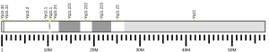 Y chromosome (human)