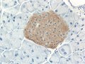 Mouse islet immunostained for insulin