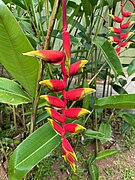 Jardí Botànic de Peradeniya - Heliconia rostrata