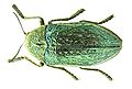 Julodis ehrenbergii, Julodinae