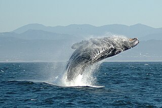 <span class="mw-page-title-main">Cetacean surfacing behaviour</span> Cetacean movement types