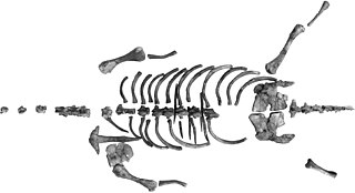 <i>Khurendukhosaurus</i> Extinct genus of reptiles