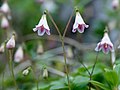 The twinflower genus Linnaea[n 3]