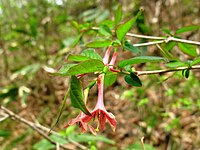 Lonicera gracilipes