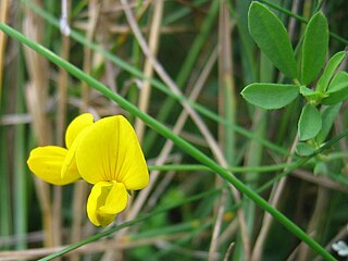 <i>Lotus tenuis</i> Species of legume