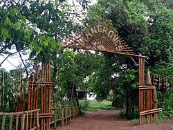 Mangroves park pappinisseri1.JPG