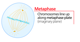 <span class="mw-page-title-main">Metaphase</span> Stage of cell division