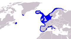 Distribución de la maruca