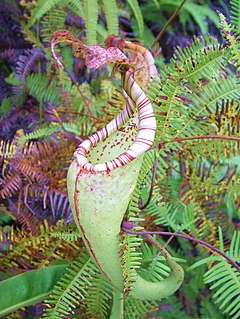 <i>Nepenthes maxima</i> Tropical pitcher plant from New Guinea and surrounding islands