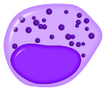 Neutrophilic Neutrophilic myelocyte.png