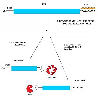 <span class="mw-page-title-main">Non-stop decay</span>