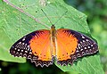 * Nomination Basking of Cethosia biblis (Drury, 1773) -Red Lacewing. By User:Atanu Bose Photography --MaheshBaruahwildlife 20:51, 5 May 2023 (UTC) * Decline  Oppose The butterfly is unfortunately out of focus --FlocciNivis 11:22, 6 May 2023 (UTC)