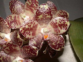 <i>Phalaenopsis gigantea</i> Species of orchid