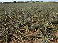 Ananas in Veracruz, Mexico. Latijns-Amerika produceert 35% van 's werelds ananas.