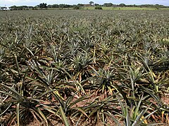 Pineapple field