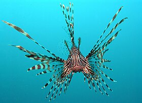 Pterois volitans.