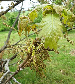 <i>Quercus dentata</i> Species of oak tree