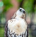 Image 87Red-tailed hawk, fearsome predator