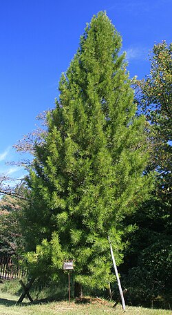 Varjostinkuusi metsäpuistossa Aichin prefektuurissa Japanissa