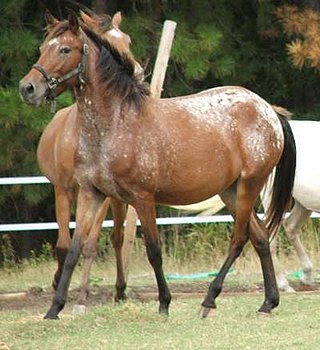 <span class="mw-page-title-main">Spanish Jennet Horse</span> American breed of horse