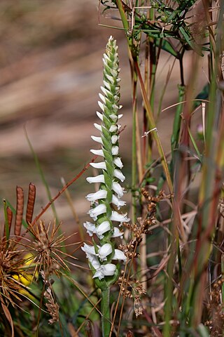 <i>Spiranthes bightensis</i> Species of orchid