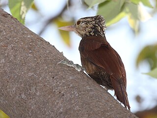 <i>Dendroplex</i> Genus of birds