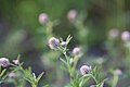 File:Trifolium arvense 011.jpg