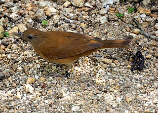 <span class="mw-page-title-main">Cocoa thrush</span> Species of bird