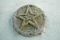 English: Star-shaped emblem (sign of the supreme Roman goddess Juno) on the outside apsis wall of the parish church Deutsch: Sternförmiges Emblem aus Stein (Zeichen der obersten römischen Göttin Juno) an der Apsis Außenwand der Pfarrkirche