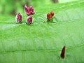 galls on leaves