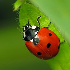 מושית השבע Coccinella septempunctata