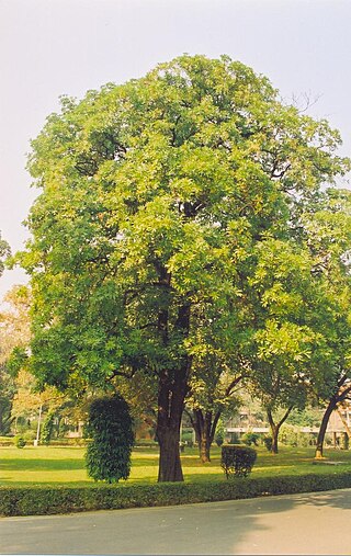 <i>Alstonia scholaris</i> Species of tree