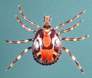 <span class="mw-page-title-main">Ticks of domestic animals</span>