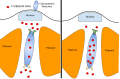 As muscles contract, Calcium ions release from the sarcoplasmic reticulum by release channels. These channels close and calcium pumps open to relax muscles. After extended exercise the release channels can begin to leak and cause for muscle fatigue.