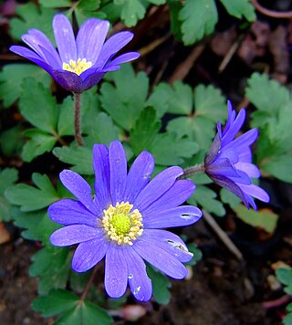 <i>Anemonoides blanda</i> Species of flowering plant in the buttercup family Ranunculaceae