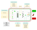 Thumbnail for File:Antibiotics action.svg