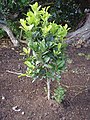 A new planting with a baby Bermuda cedar.