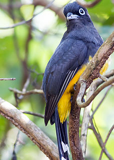 Black-headed trogon Species of bird