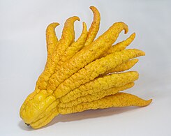 Buddha's hand