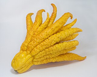 <span class="mw-page-title-main">Buddha's hand</span> Variety of fruit