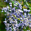 Ceanothus cyaneus