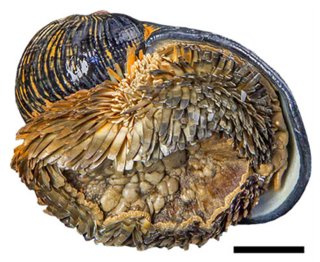 <span class="mw-page-title-main">Scaly-foot gastropod</span> Deep-sea gastropod