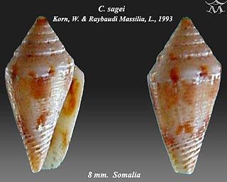 <i>Lilliconus</i> Subgenus of gastropods