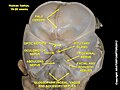 Optic nerve