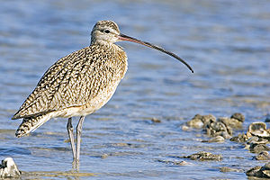 Long-Billed Curlew