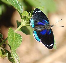 Diaethria.739218709.jpg