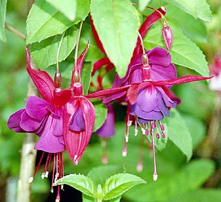 <span class="mw-page-title-main">Fuchsia (color)</span> Color