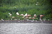 Flamingo's in het Zwillbrocker Venn