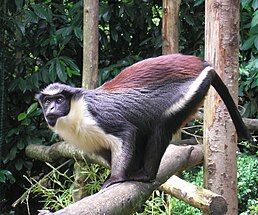 Типовий вид типового роду підроди, Cercopithecus diana